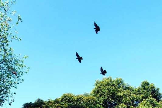 Managing Magpies' Mischief